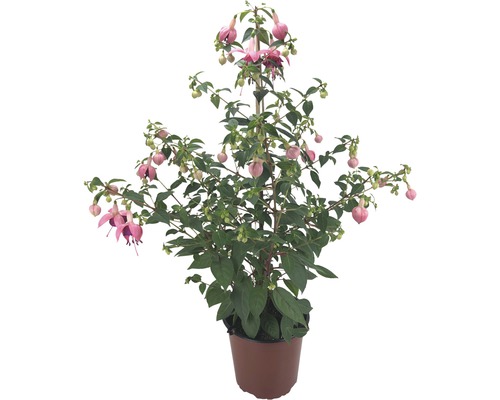 Fuchsia FloraSelf Fuchsia Cultivars Ø 17 cm pot