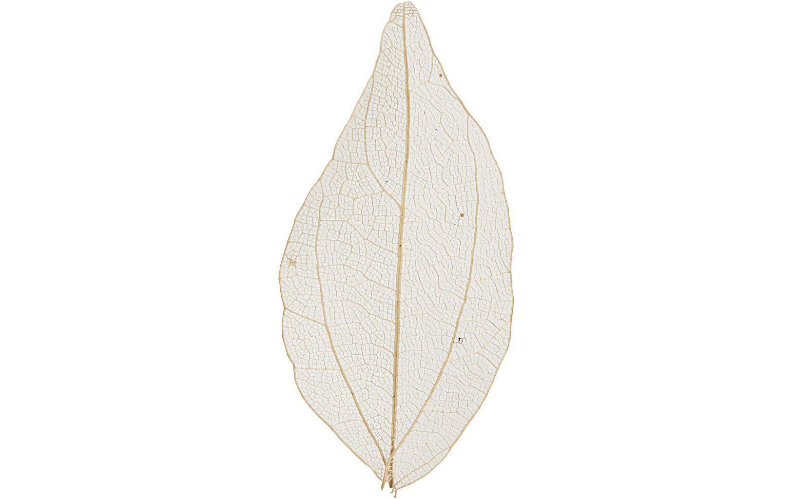 Papierdekoration Laubblätter, Nature, 20 StückLaubblätter 20 Stück