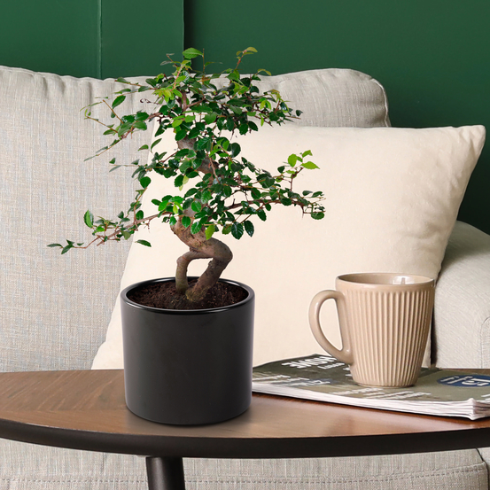 Bonsai Zelkova