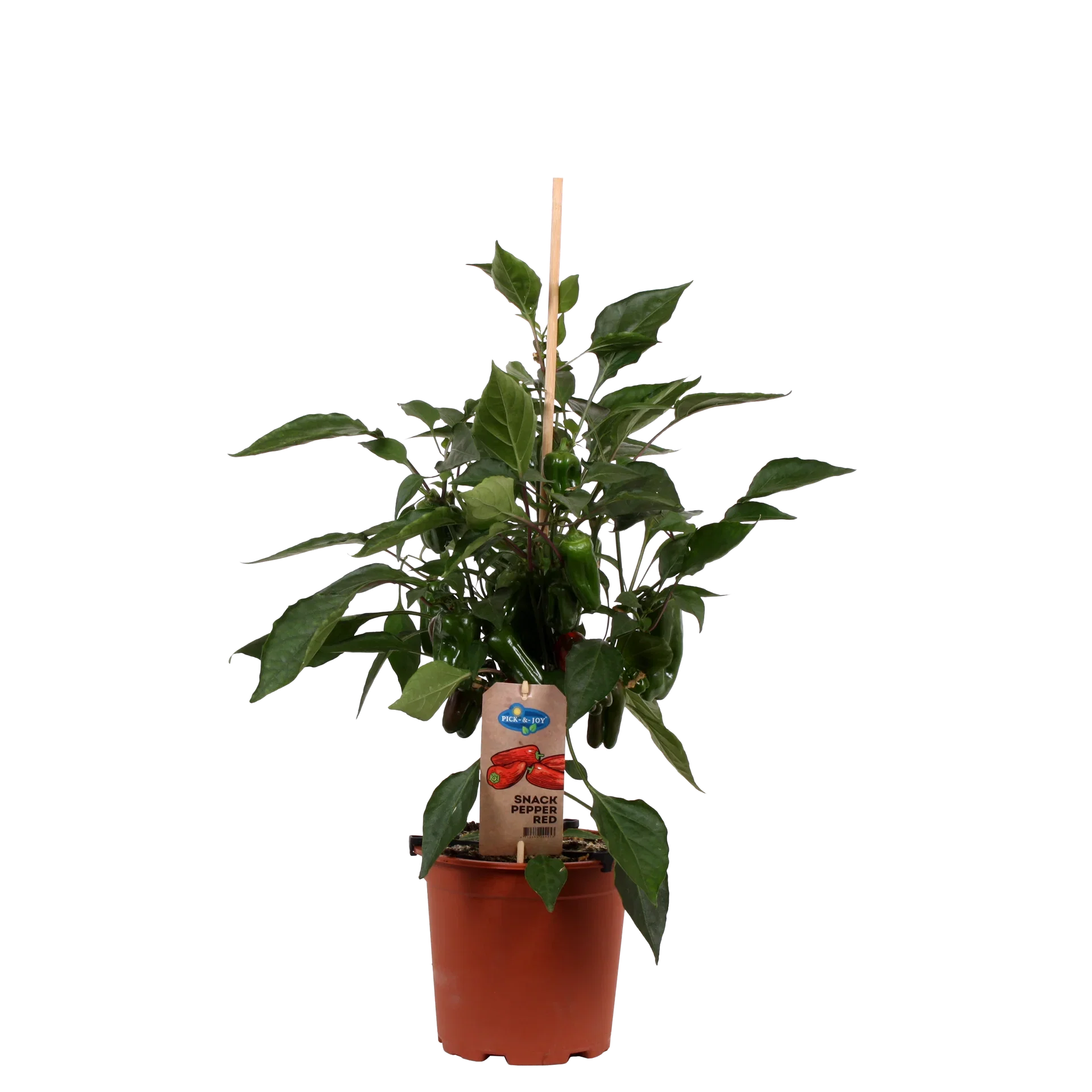 Capsicum annuum Snackspaprika Ø19 cm