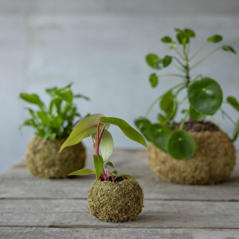 Kokedama boule de mousse 15 cm
