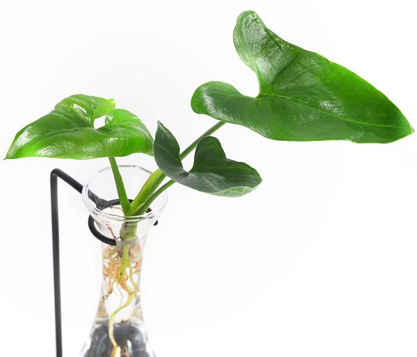 Waterplant Baumfreund im Glas - Philodendron