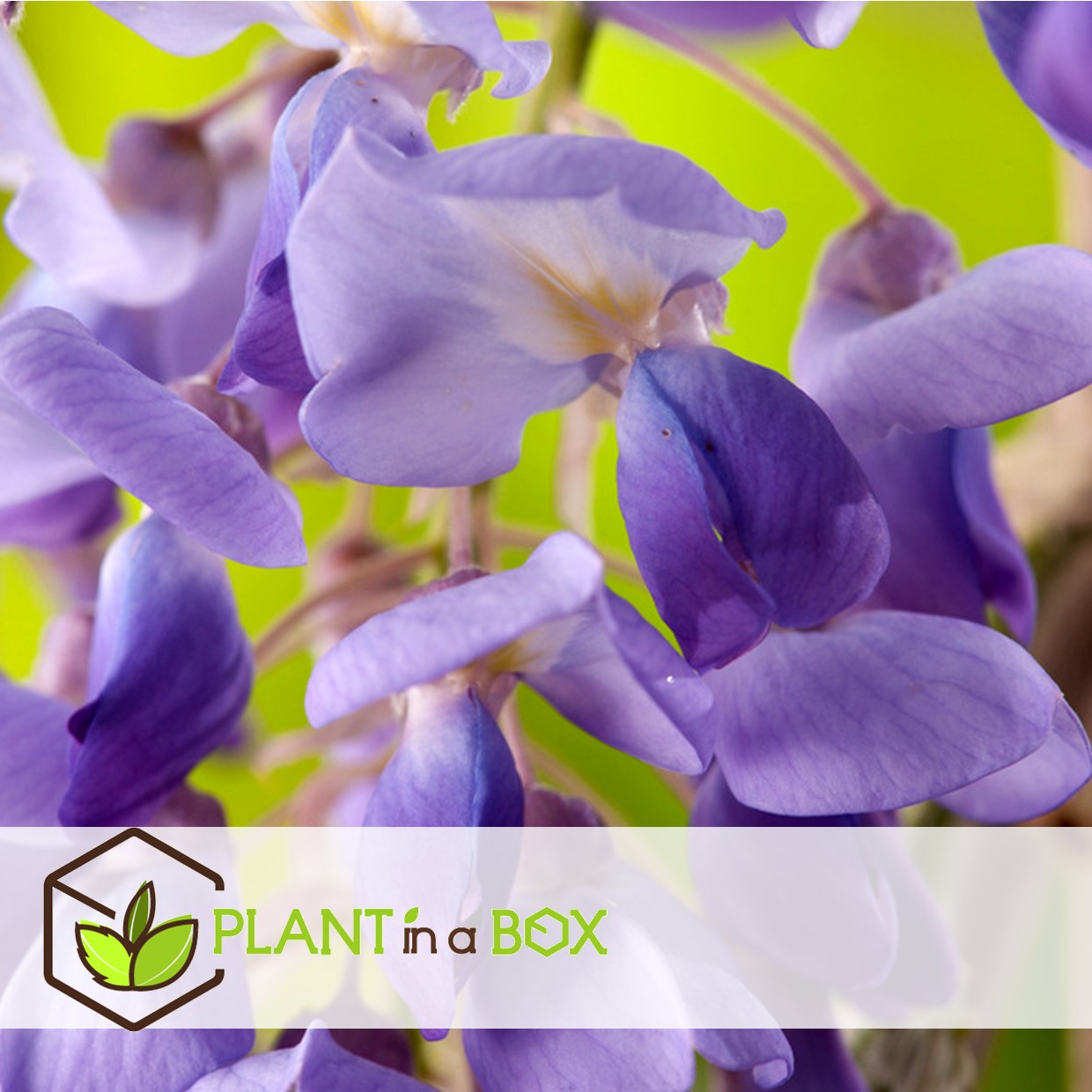 Wisteria sinensis - set de 6 - wisteria wisteria - pot 9cm - hauteur 25-40cm