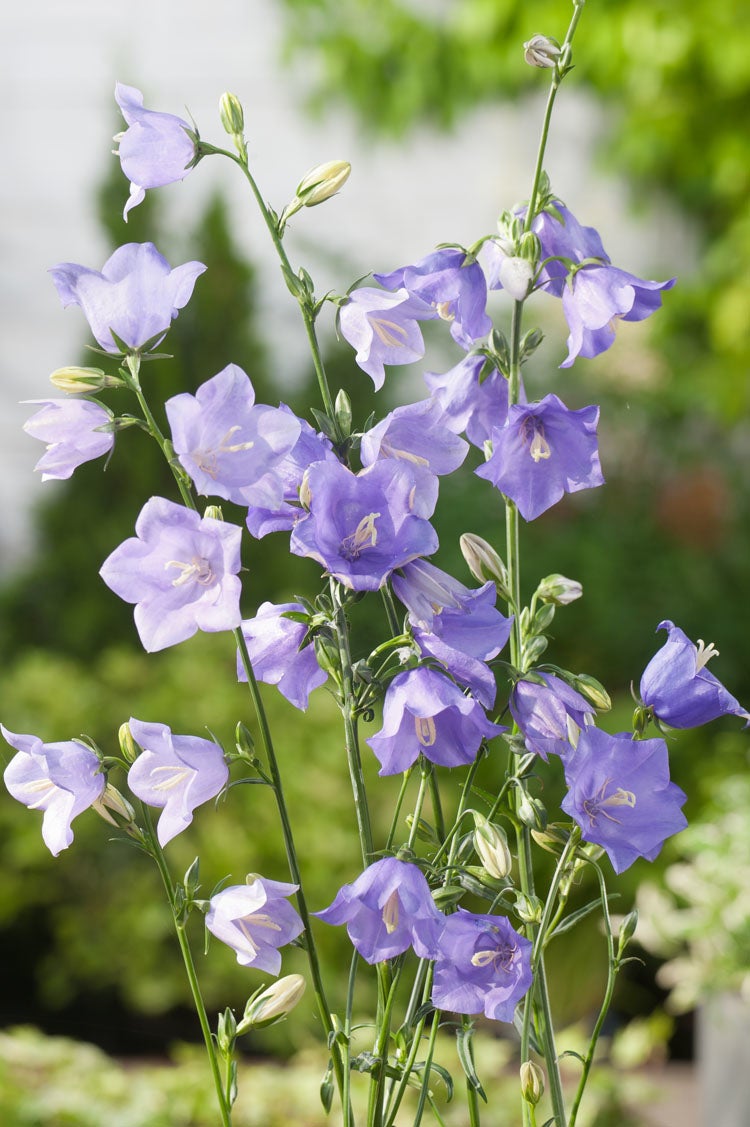 Perzikbladklokje (Campanula persicifolia 'Coerulea') D 9 H 10 cm