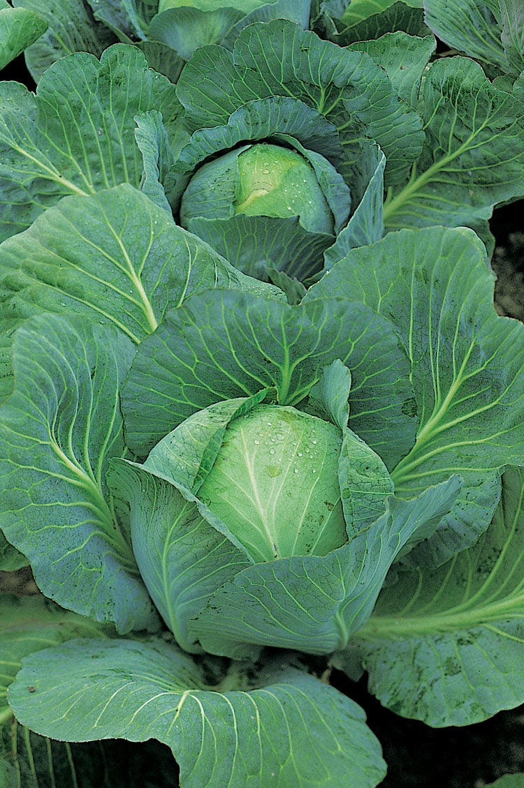 Witte Kool (Brassica oleracea type)