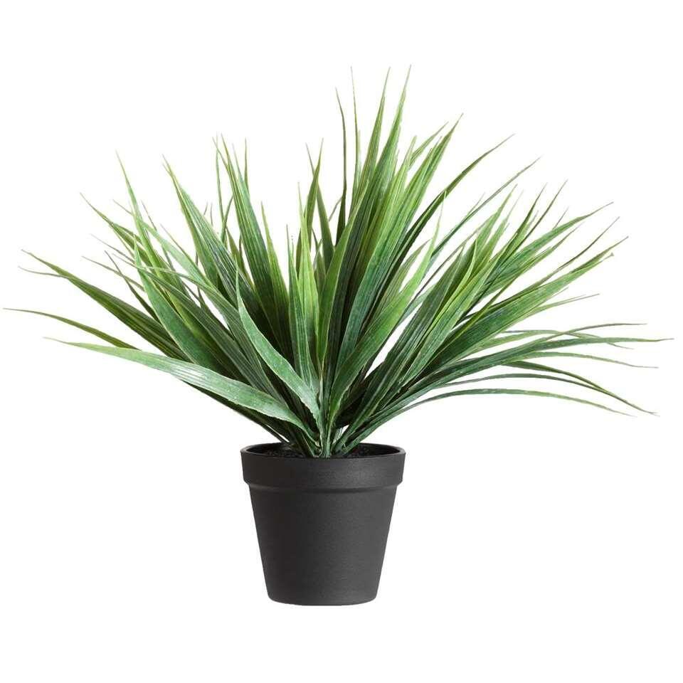 Siergras in pot - 30 cm