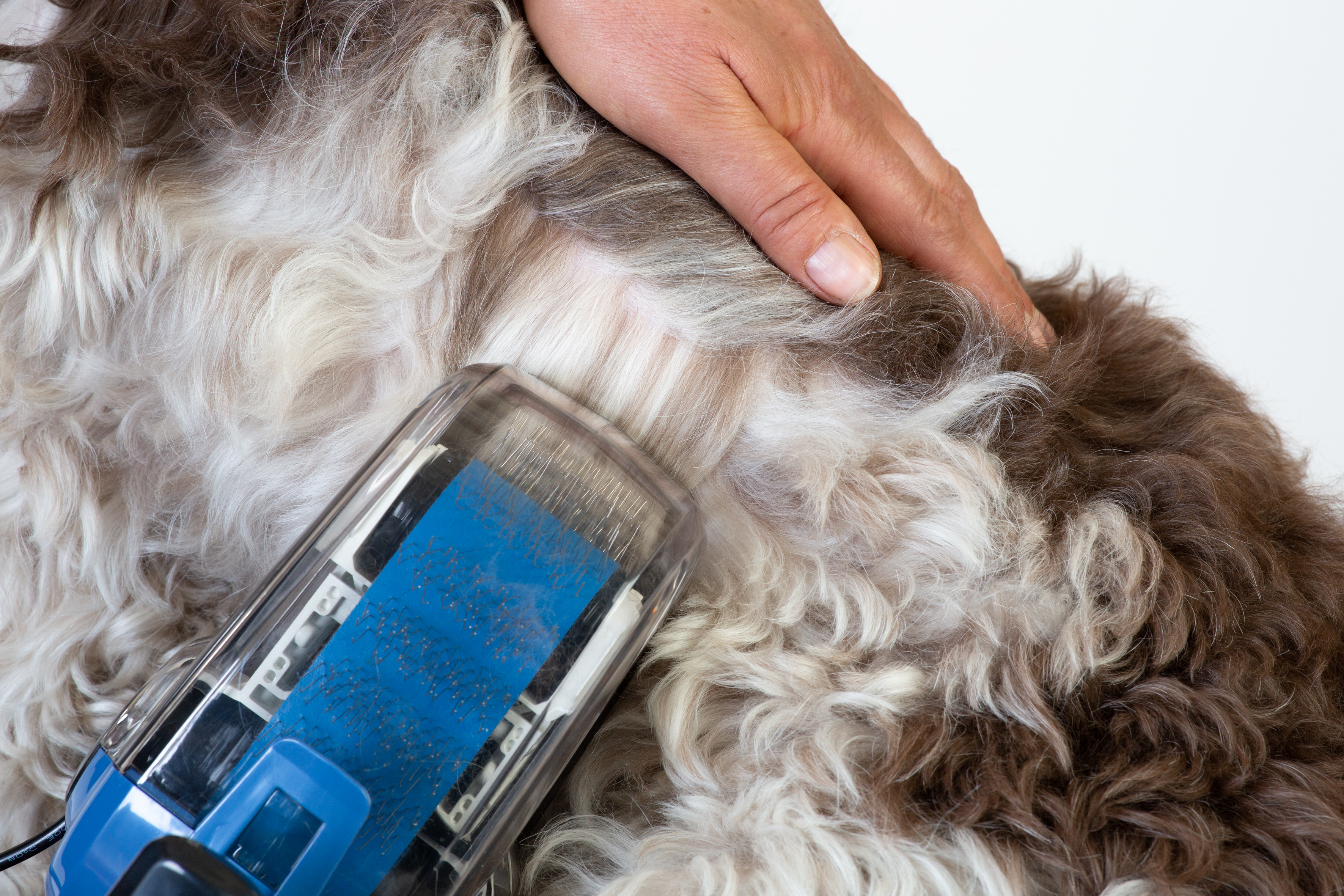 Escova Automática para Cães Petite - Sem Mangueira