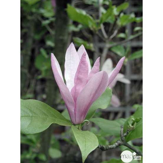Magnolia x Betty : conteneur rond carré de 5 L