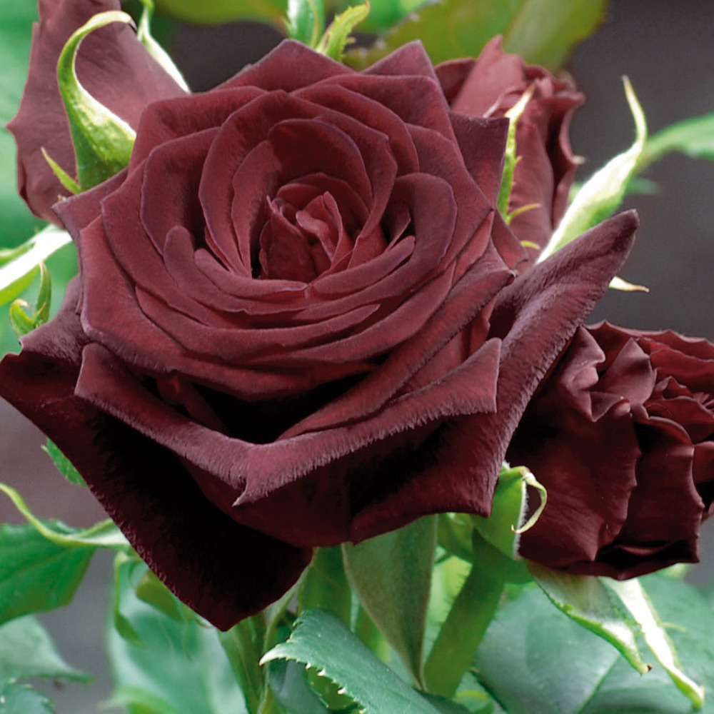 Rosier black baccara ® meidebenne sans motte
