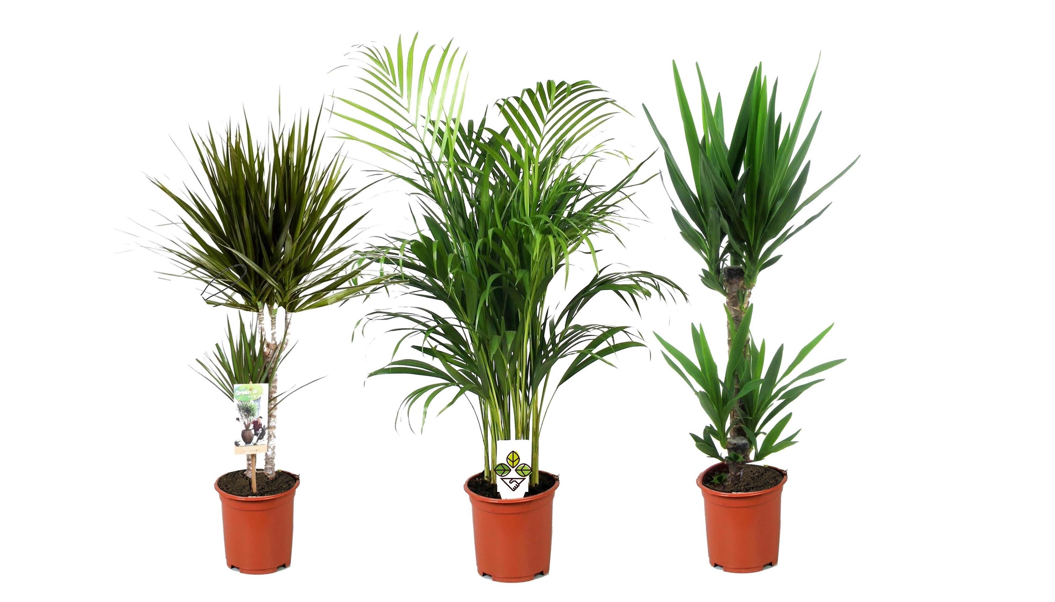 Xl indoor palm mix - mélange de 3 plantes - palme - pot 17cm - hauteur 70-90cm