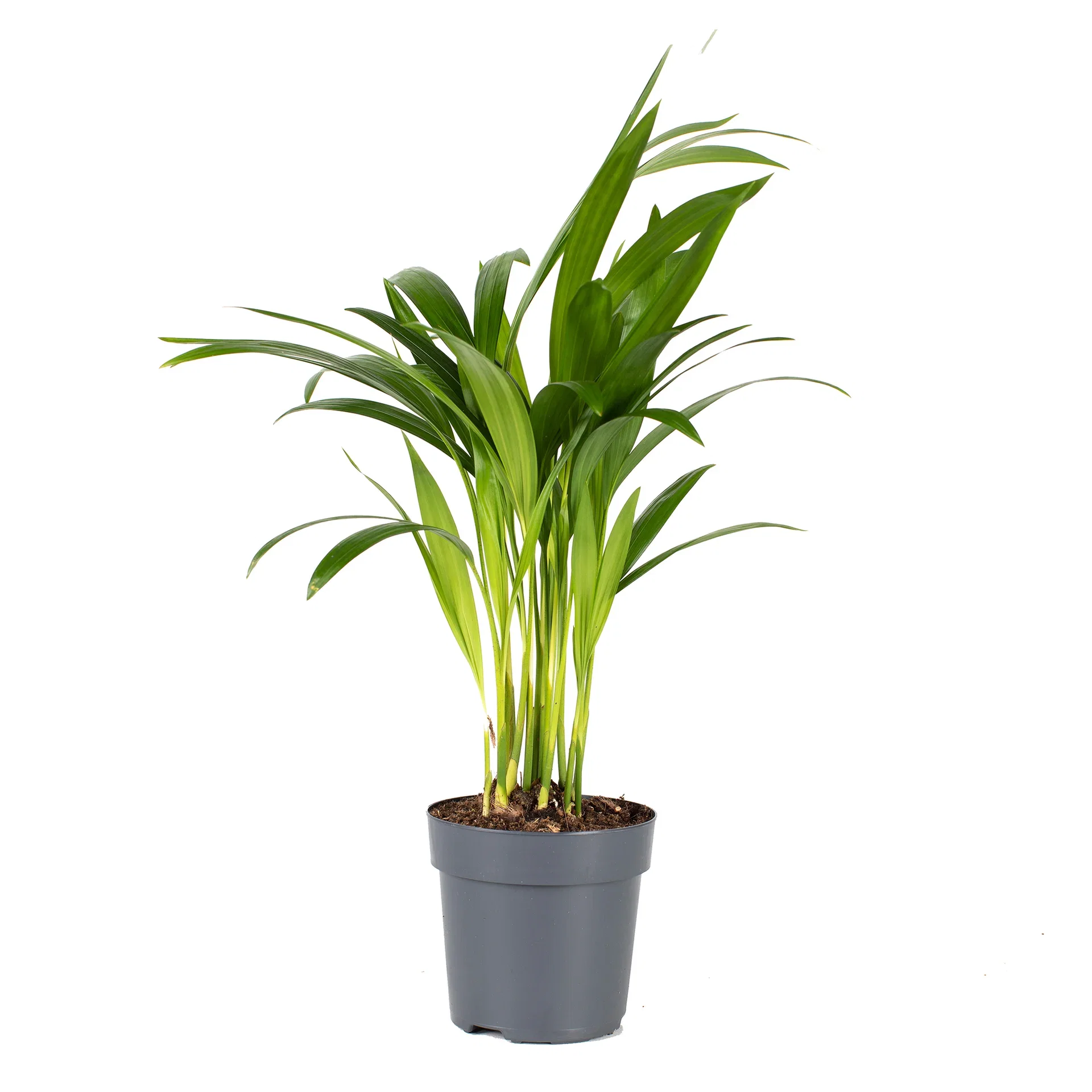 Dypsis lutescens Arekapalme Høyde 30 cm