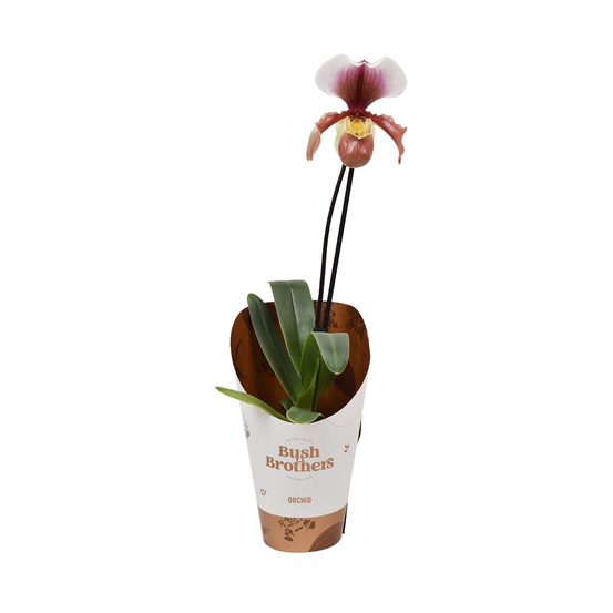 Orchidée Paphiopedilum Pinnochio'- pot D12cm