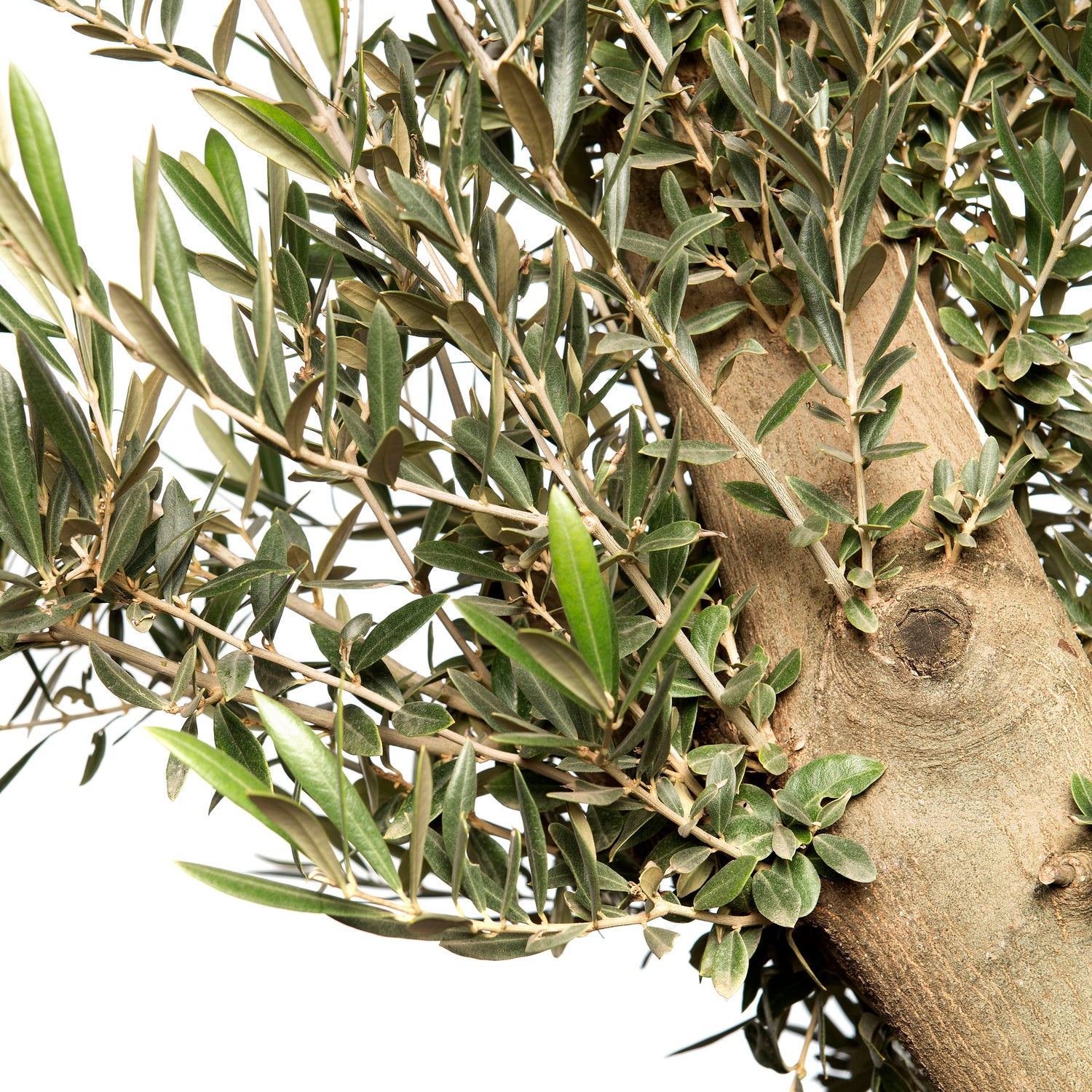 Olijfboom (Olea europaea) D 80 H 180 cm