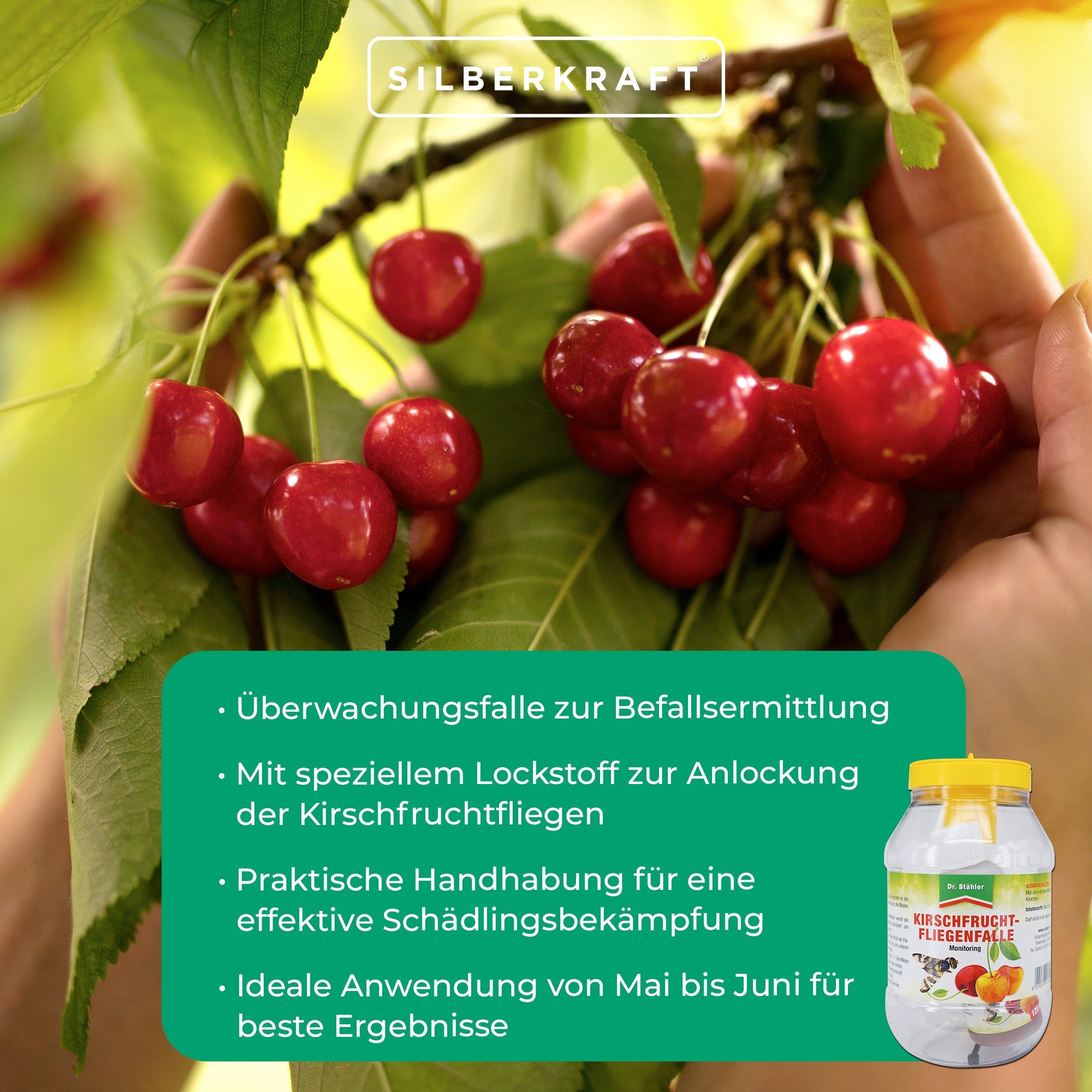 SILBERKRAFT Kirschfruchtfliegenfalle