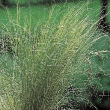 Vedergras (Stipa tenuifolia) D 9 H 10 cm