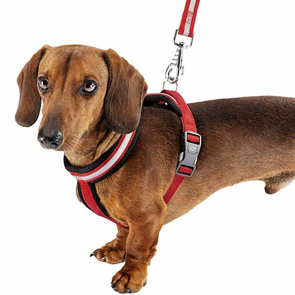 Harnais pour chiens petite taille daytona cross s, réfléchissant, avec boucle magnétique