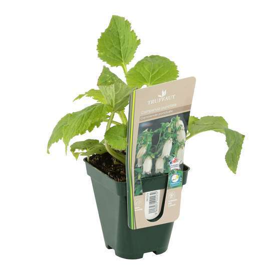 Campanule ponctuée : godet vert