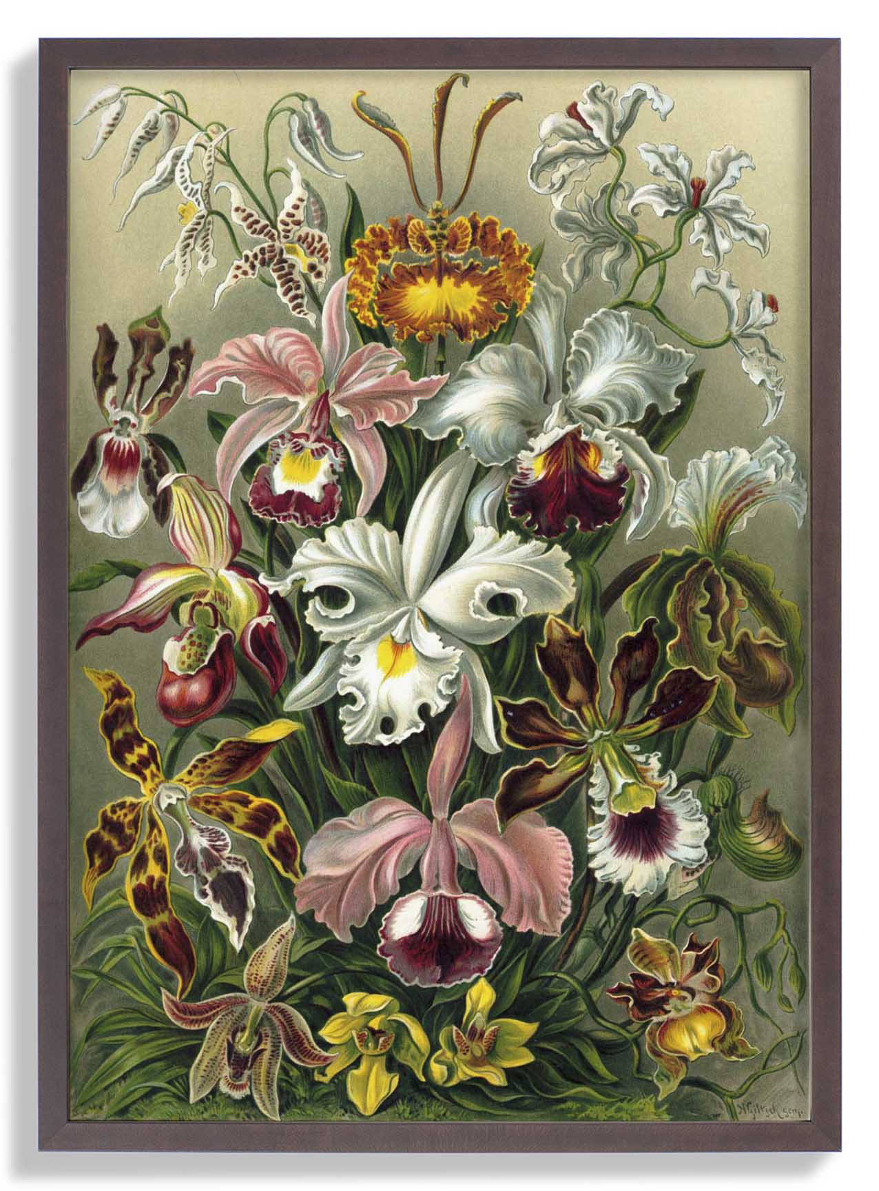 Orchideae Lilly Flowers von Ernst Haeckel