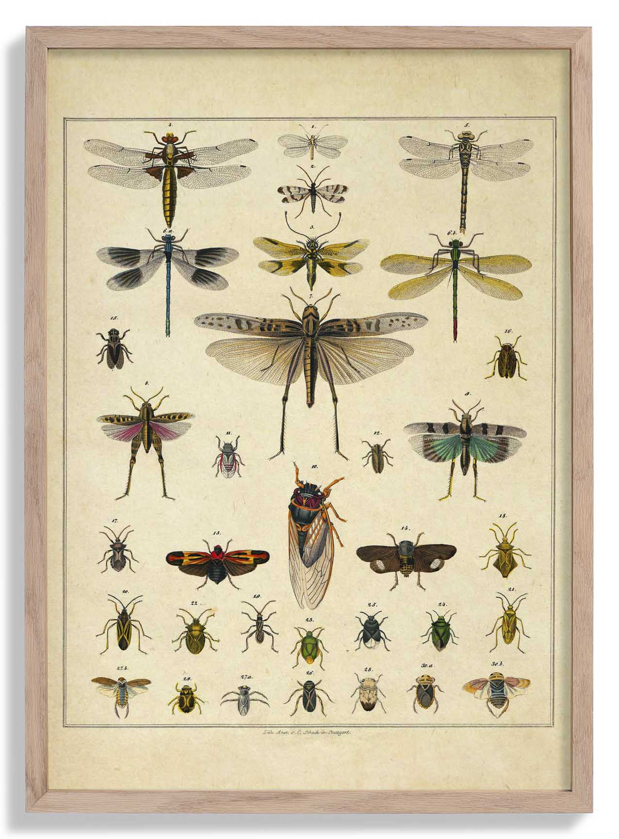 Insekten von Oken