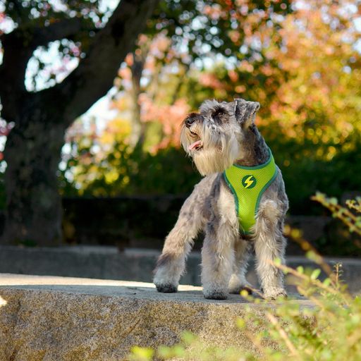 Coleira Dashi Neo Mesh Verde Abacate para Cães Grandes