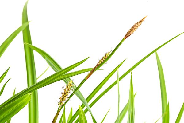 Schopf-Segge 'Irish Green'