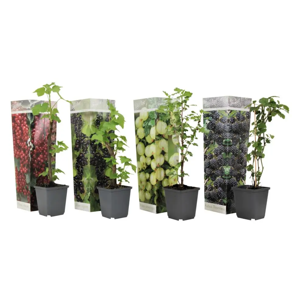 Bessenplanten - Set van 4 - Rubus Rubrum Uva Fructosus - Hoogte 25-40cm - ⌀9cm