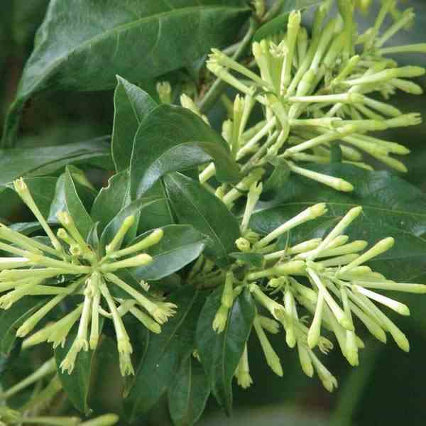 Cestrum nocturnum (galant de nuit) blanc - taille pot de 3 litres - 30/40cm