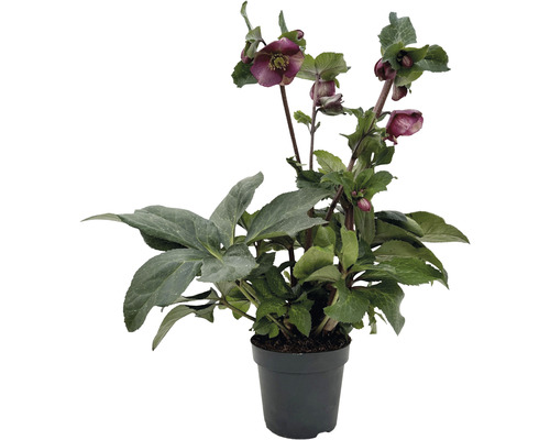 Lenzrose Helleborus x hybridus 'Red Princess' Co 2 L