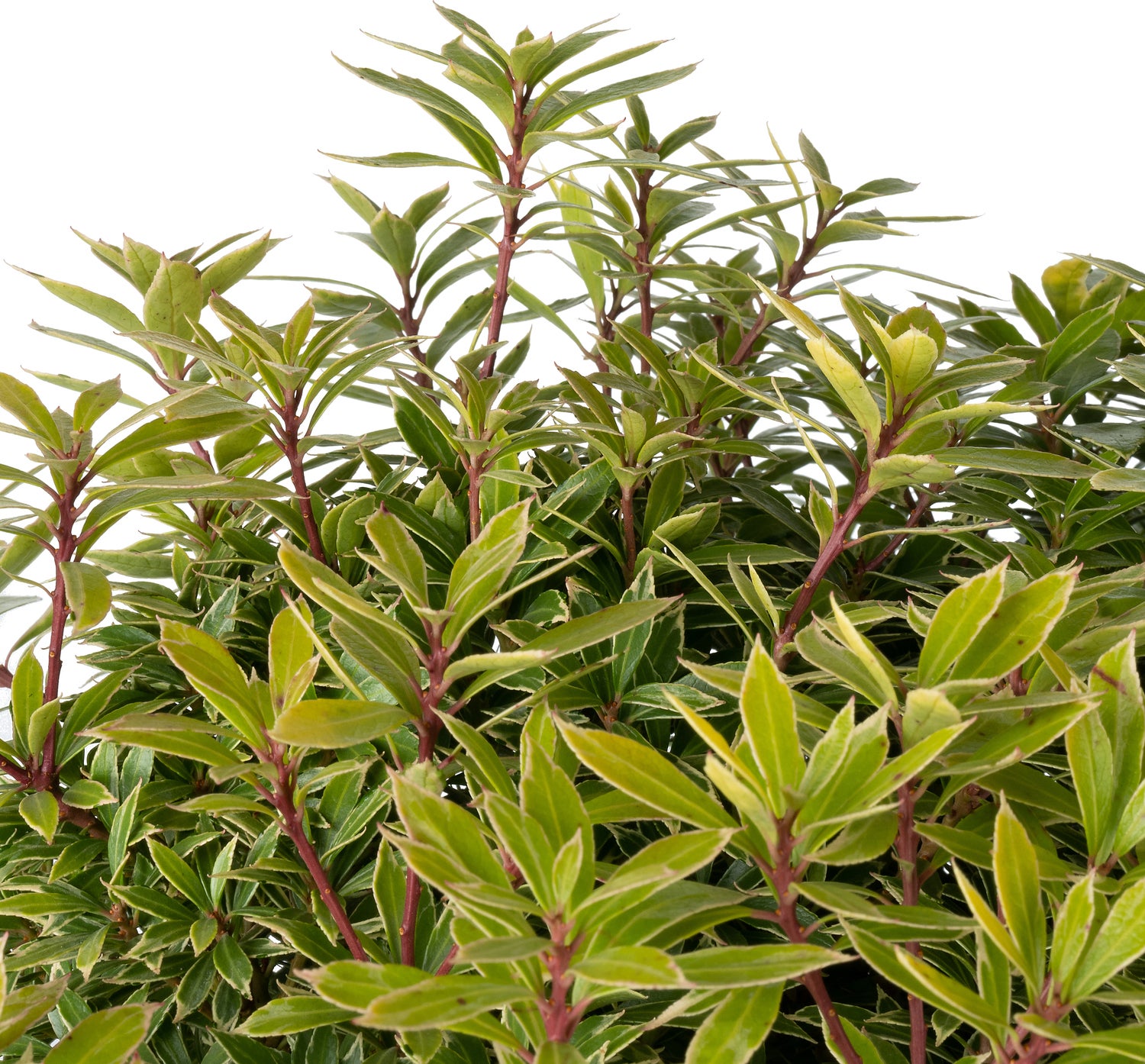Rotsheide (Pieris japonica 'Little Goldy') D 23 H 30 cm