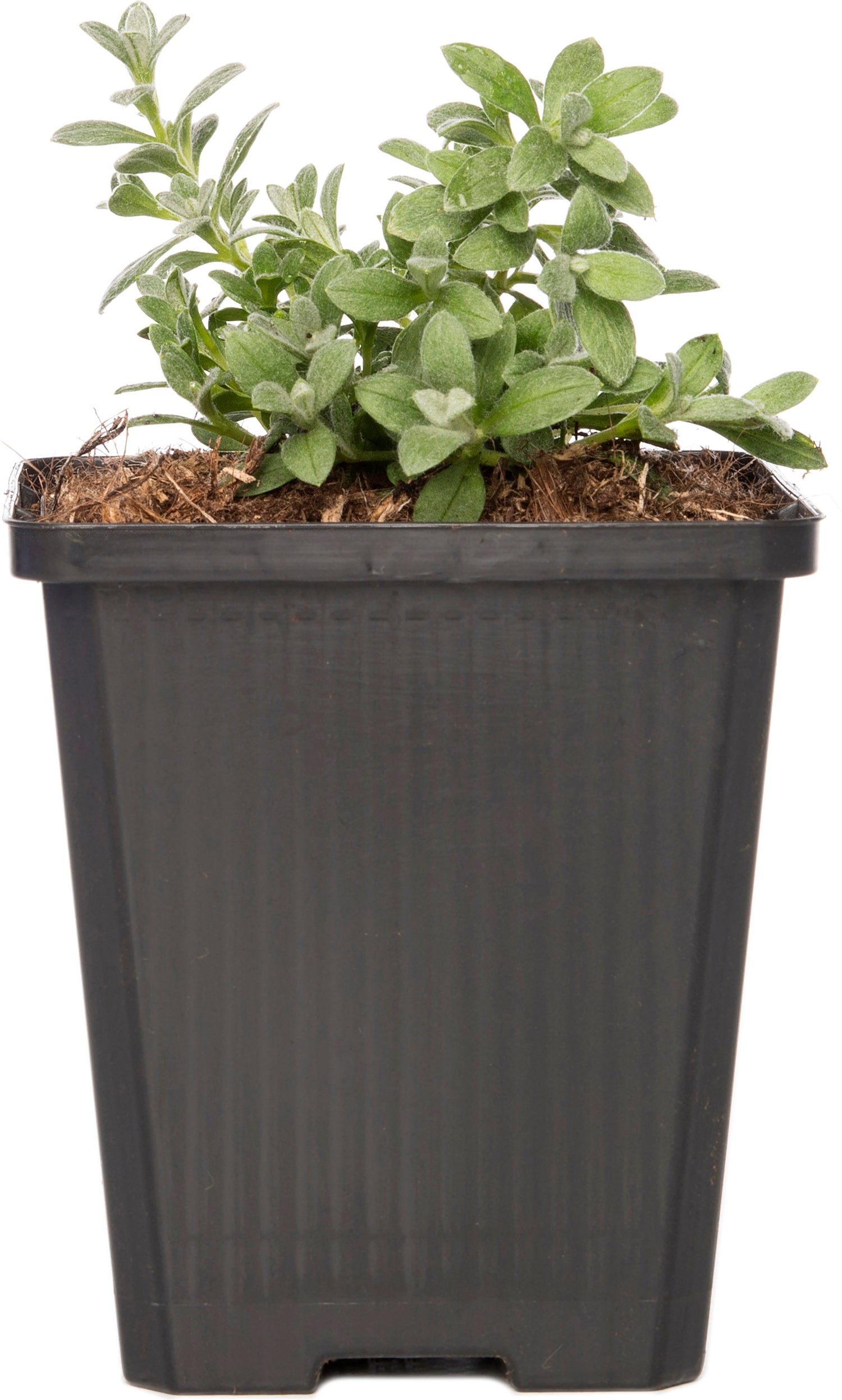 Viltige Hoornbloem (Cerastium tomentosum) D 9 H 10 cm