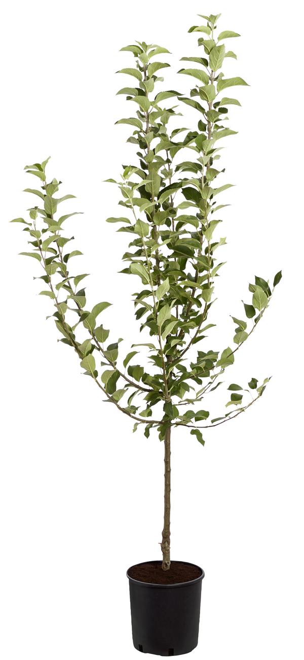 Winterapfel 'Goldparmäne'