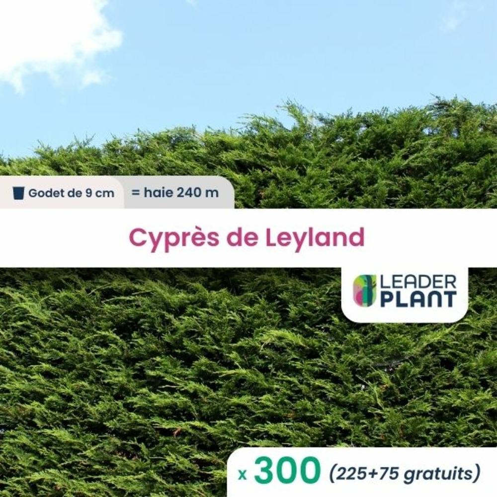 300 x cyprès de leyland en godet