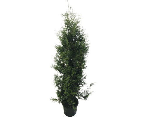 FloraSelf Thuja occidentalis 'Brabant' H 150-175 cm Co 12 L Potted