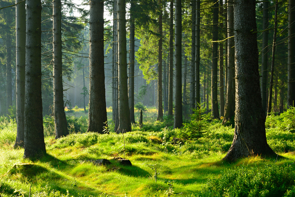 Akustikbild HOCHWALD 80x120cm, 7kg