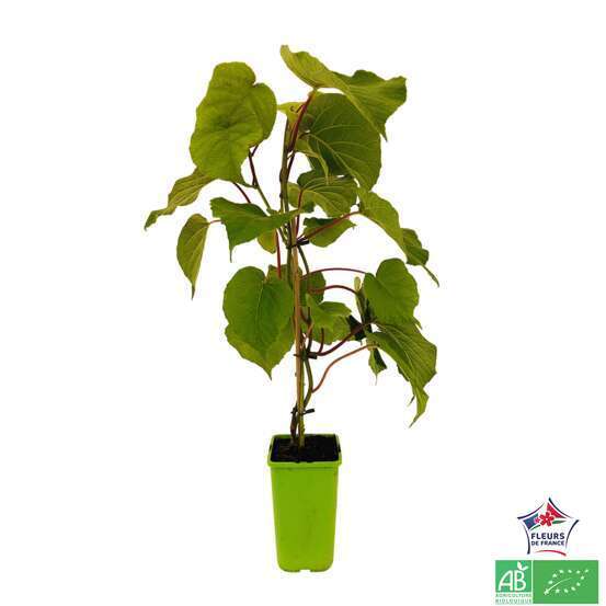 Kiwi chinensis 'Hayward' femelle bio : pot de 1,5 litres