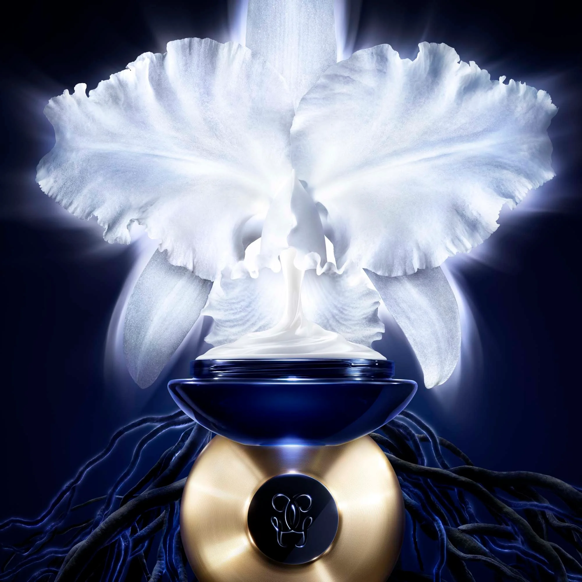 Orchidée Impériale - La Crème |