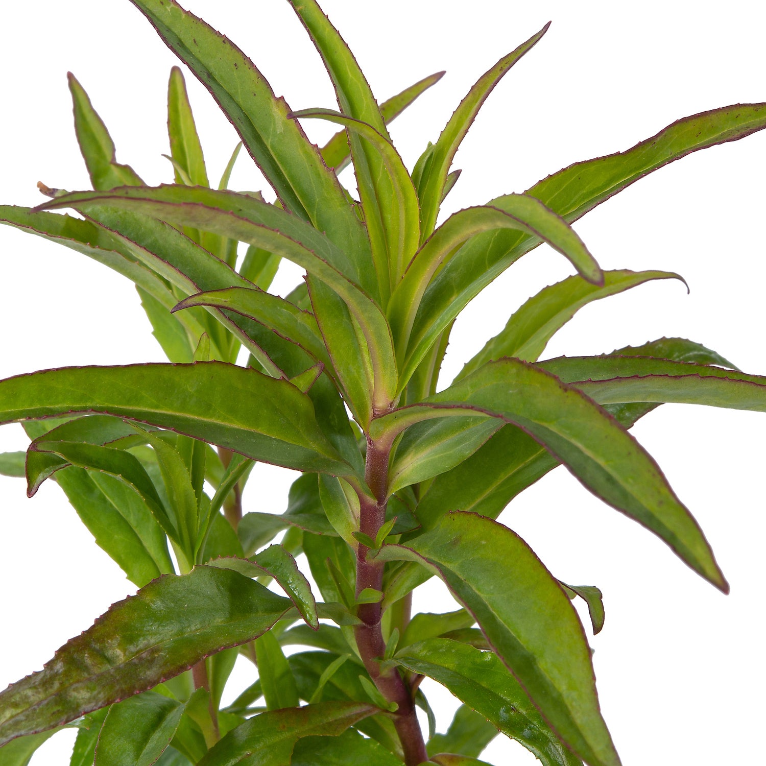 Schildpadbloem (Penstemon 'Rich Ruby') D 9 H 10 cm