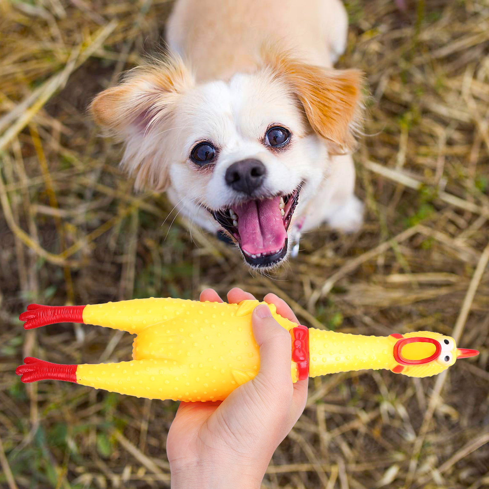 Brinquedo de borracha para cães Nobility, galinha amarela gritando, pequeno brinquedo de descompressão com guincho para limpar os dentes.