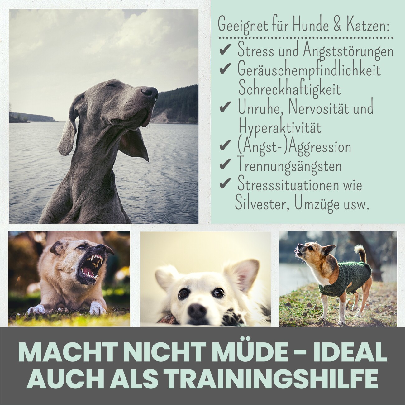 noms+ Wohlfühltabs für Hunde bei Stress & Angst 110g