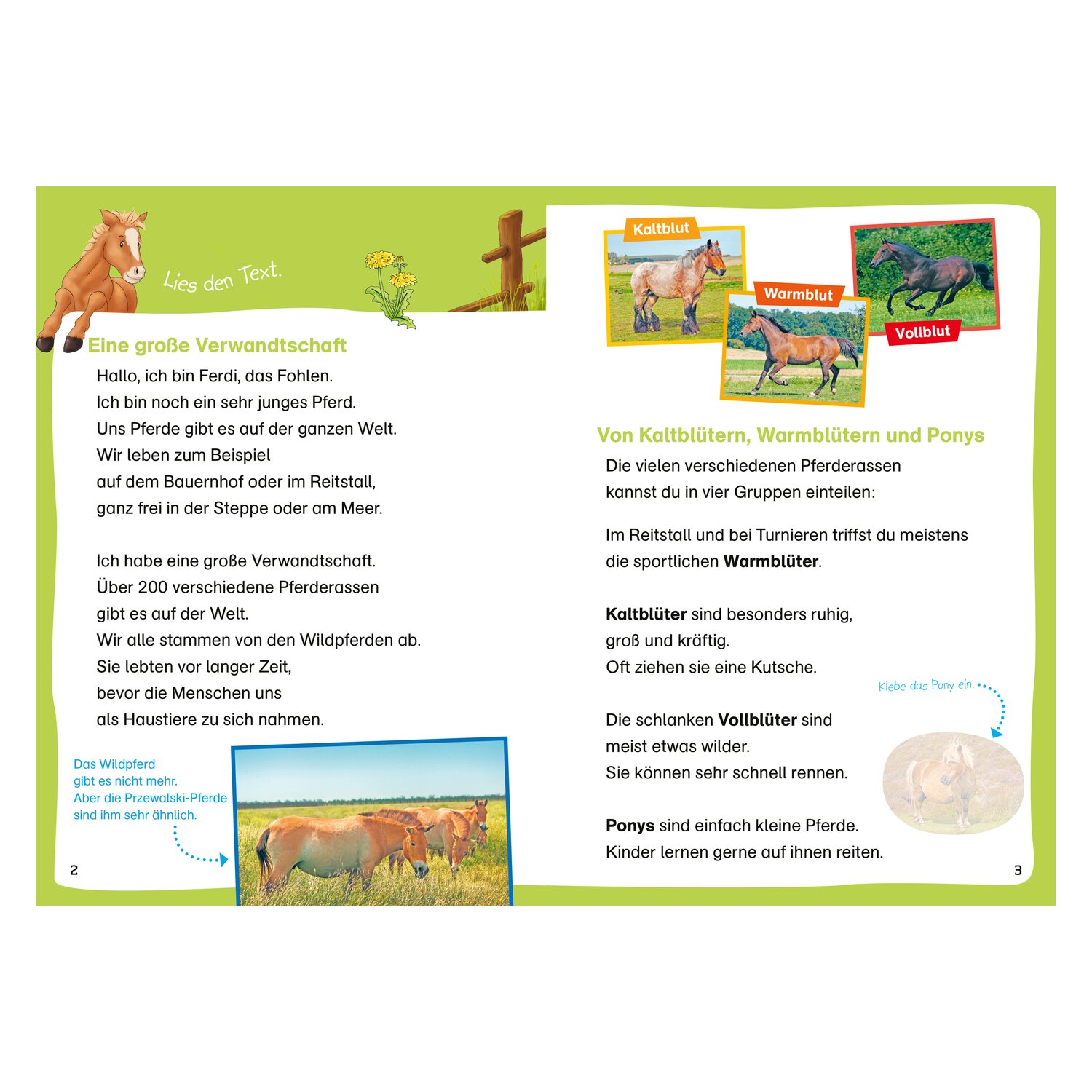 WAS IST WAS Erstes Lesen - Leserätsel Pferde und Ponys