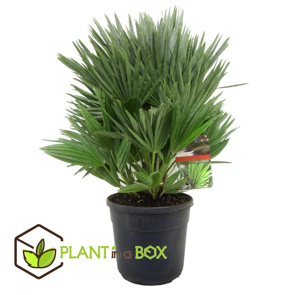 Chamaerops 'vulcano' - palmier nain rustique - pot 24cm - hauteur 55-65cm
