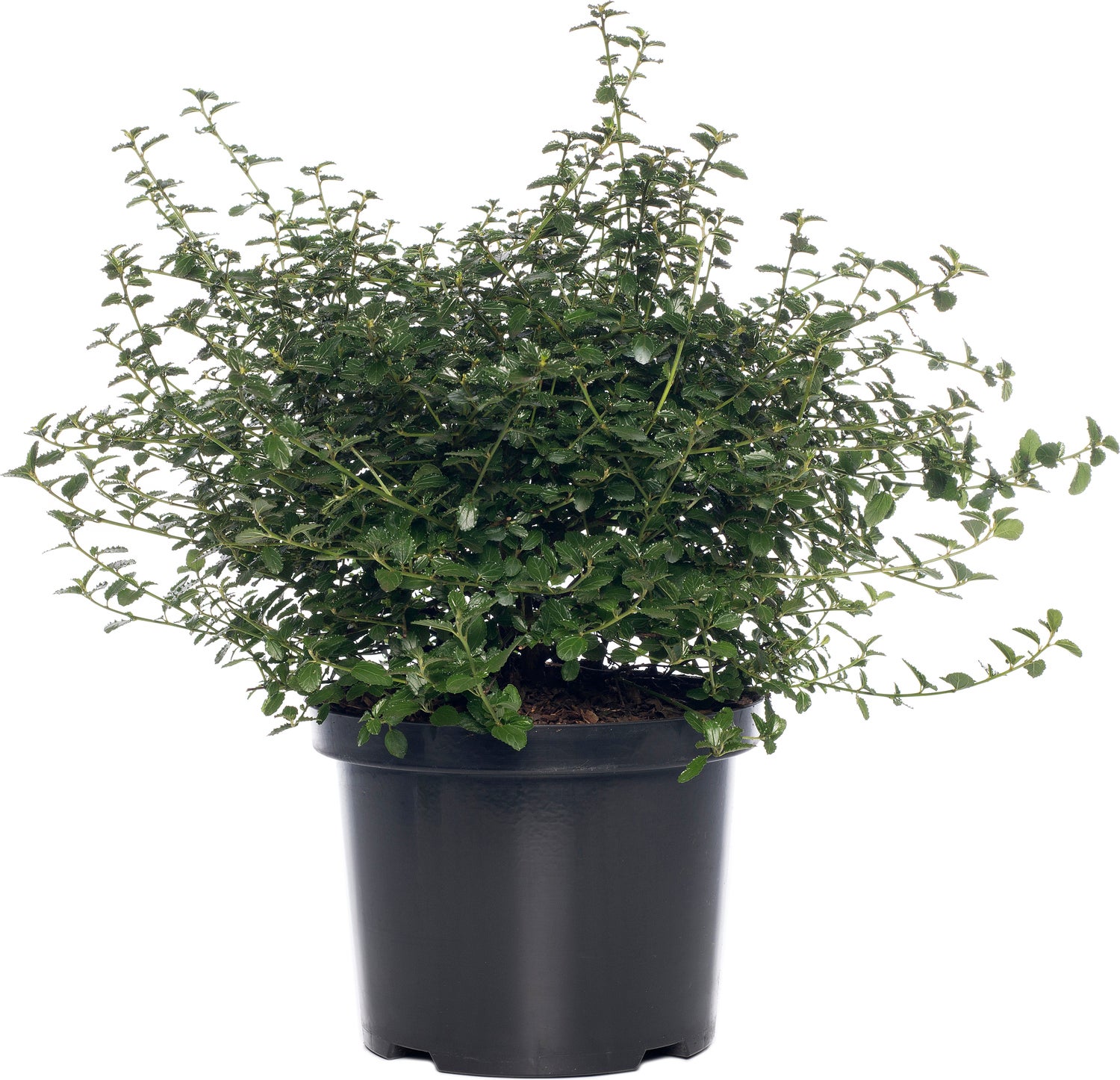 Amerikaanse sering (Ceanothus thyrsiflorus 'Repens') H 25-30 cm