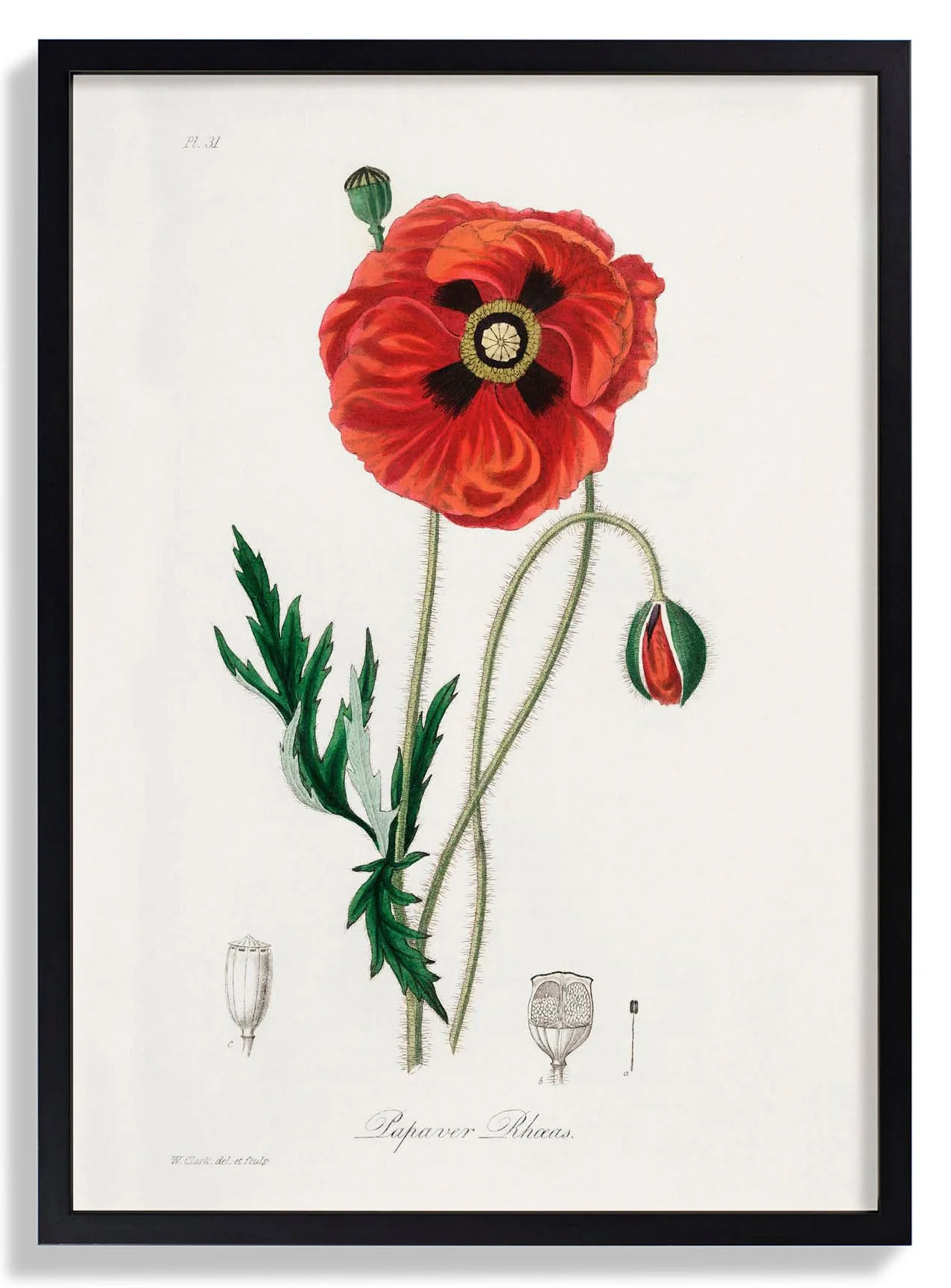Mohnblume