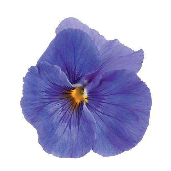Pensée : barquette de 10 plants - Coloris variables