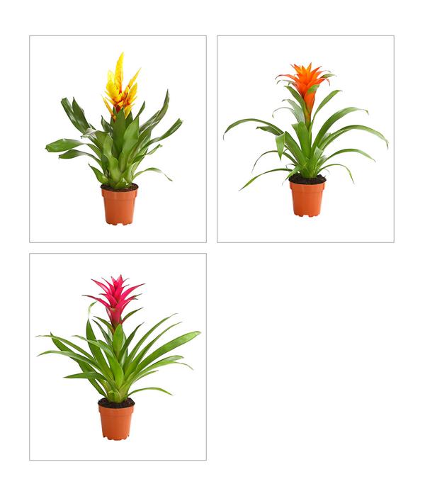 Vriesea - Bromelia cultivars, verschiedene