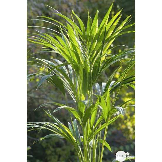 Kentia : H.90/100cm, D17cm