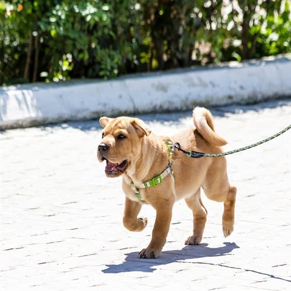 Hundesnor 150 cm