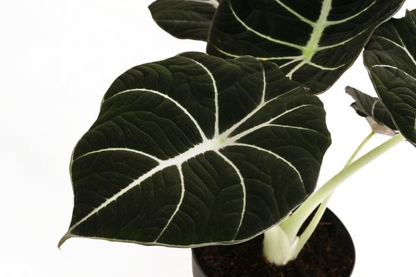 Pfeilblatt - Alocasia reginula 'Black Velvet'