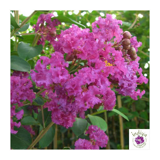Lilas des Indes pot déco 7,5L
