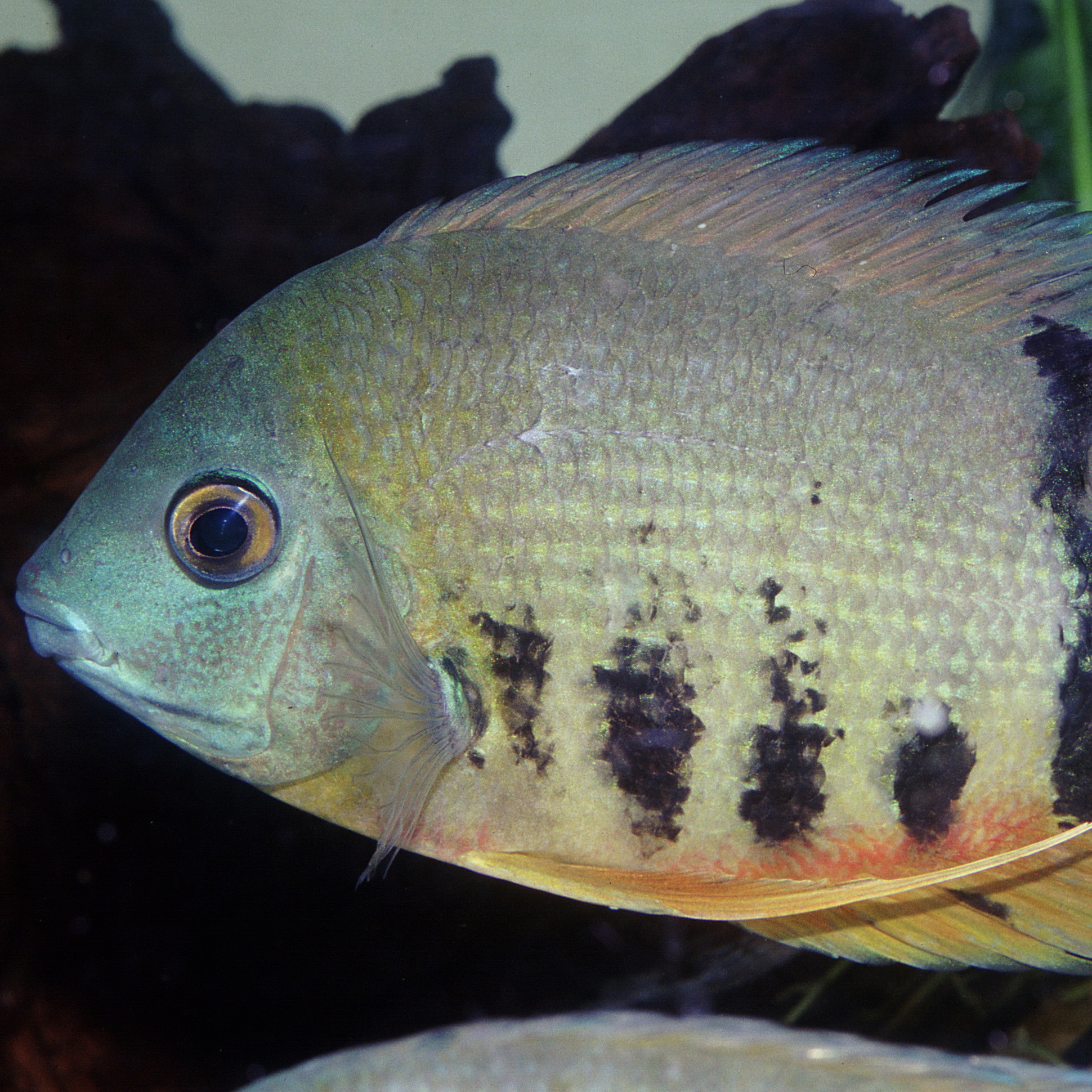 JBL Pronovo Cichlid Grano XL 1000ml | Aquariumvoer